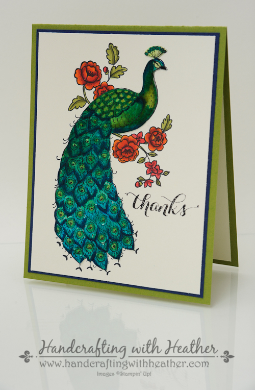 Perfect Peacock (5 of 5)